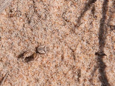 Phimodera humeralis ( Sanddynbärfis )