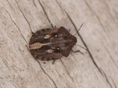 Eurygaster testudinaria ( Starrbärfis )