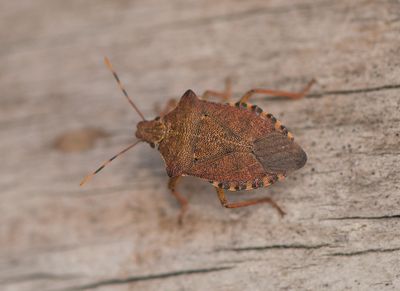 Arma custos ( Större rovbärfis )