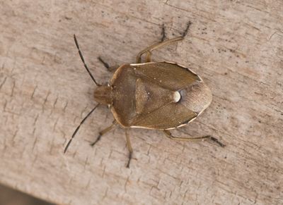 Chlorochroa pinicola ( Tallbärfis )