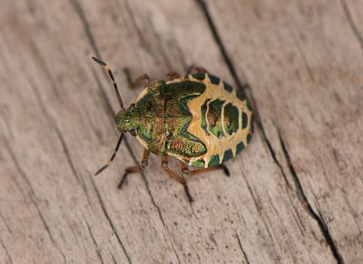 Bsta-stllet-5.8-25 nymfe