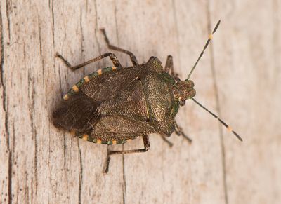 Troilus luridus ( Trädrovbärfis )