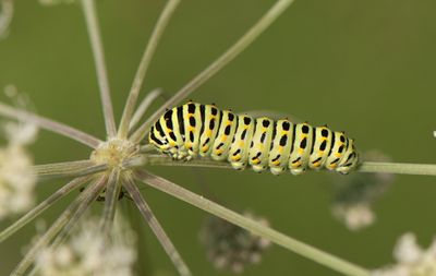 Makaonfjril (  Papilio machaon )