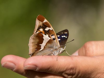 Slgskimmerfjril ( Apatura iris )