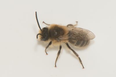 Colletes cunicularius ( Vrsidenbi )