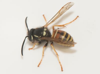 Vespula rufa ( Rdbandad geting )