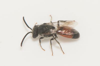Sphecodes monilicornis ( ngsblodbi )