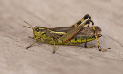 Hiaklitten Halland 30.8-25