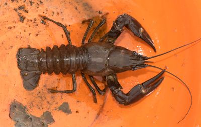 Norra signalen Vstmanland 11.7-21