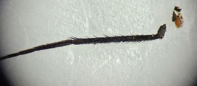 Skygge Halland 1.7-25 female