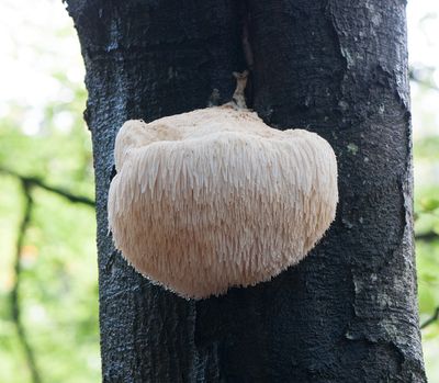 Hericium erinaceus ( Igelkottstaggsvamp )