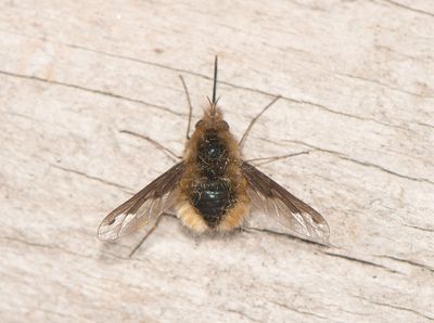 Bombylius major