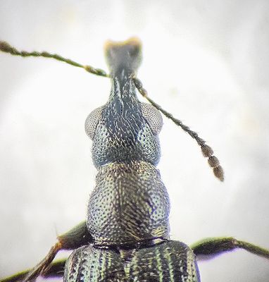 kulla Halland 5.8-25