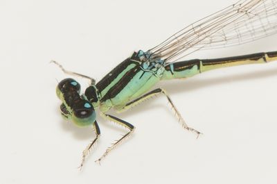 Ischnura Pumillo ( Mindre Kustflickslända )