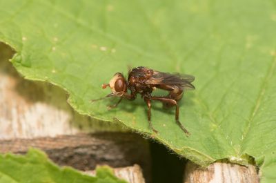 Sicus ferrugineus