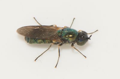Chloromyia formosa