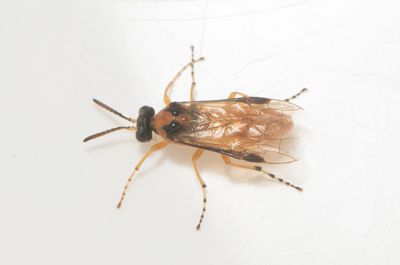 Athalia rosae ( Kålbladstekel )