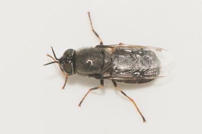 Odontomyia tigrina