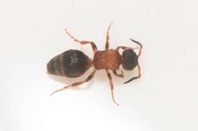 Getter�n Halland 12.8-25