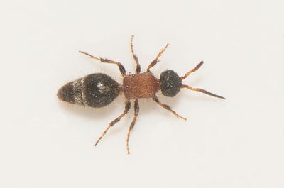 Smicromyrme rufipes ( Silversammetsstekel )