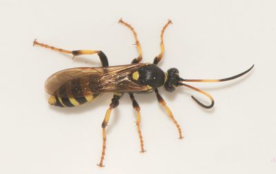 Ichneumon xanthorius