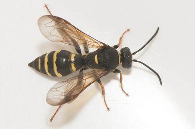 Argogorytes mystaceus