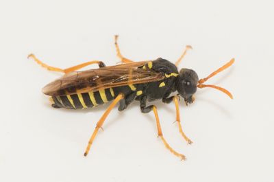 Tenthredo scrophulariae