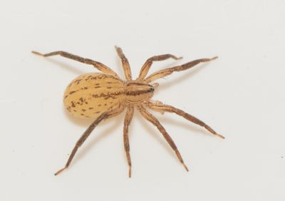 Matstorpsk�rret N�rke 25.5-25 adult female