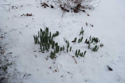 Daffy's In The Snow