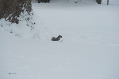 The Groundhog Says...