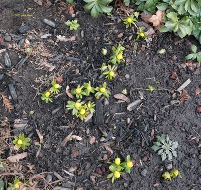 Winter Aconite's Up
