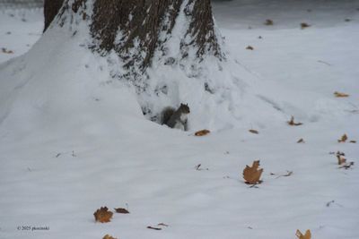 2025 Images - Year Nineteen