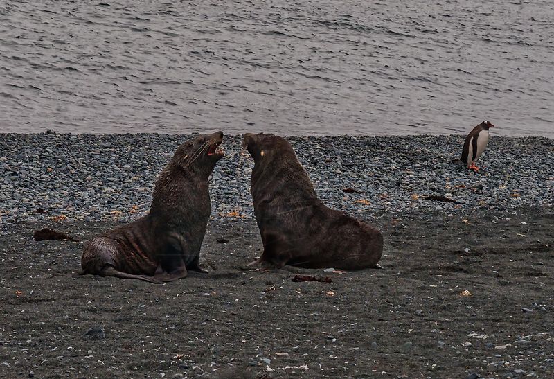 seals 5330.jpg