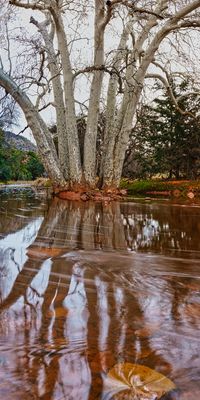 sycamore reflection 5872 .jpg