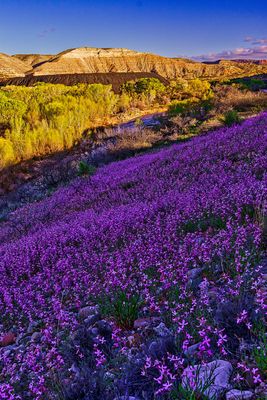 Evening scent stock 6033.jpg