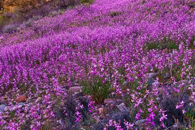 Evening scent stock 6039.jpg