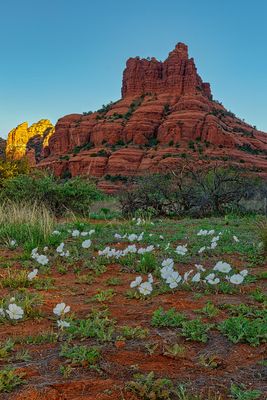 Bell Rock Primrose 6075.jpg