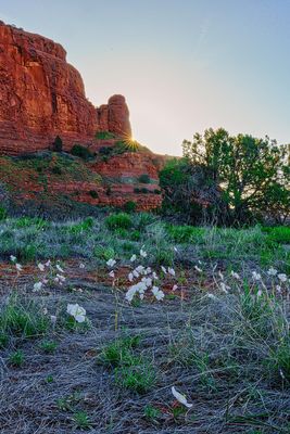 Courthouse primrose 6110.jpg