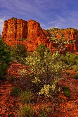 Courthouse:cliffrose 6173.jpg