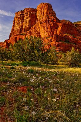 Courthouse:morning primrose 6193.jpg
