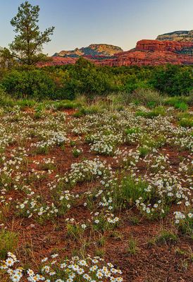 Bear Mountain Daisy 6312.jpg