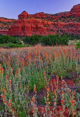 Bear Mountain Globe Mallow 6277.jpg