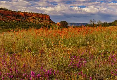 Bear mountain globe mallow 6396.jpg