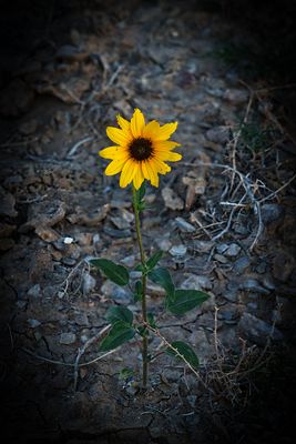 desert_flowers