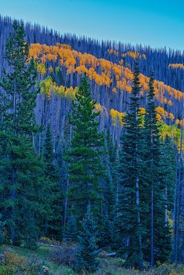Colorado Fall 4431.jpg