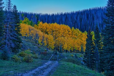 Colorado Fall 4441.jpg