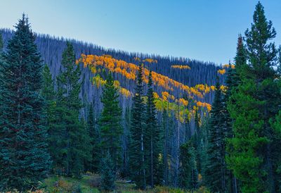 Colorado fall 4437.jpg