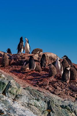 Penguins 5469.jpg