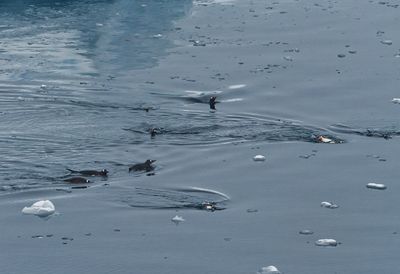 Penguins 7385.jpg