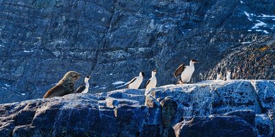 seal bird 5548.jpg